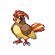 Pidgeotto gen4